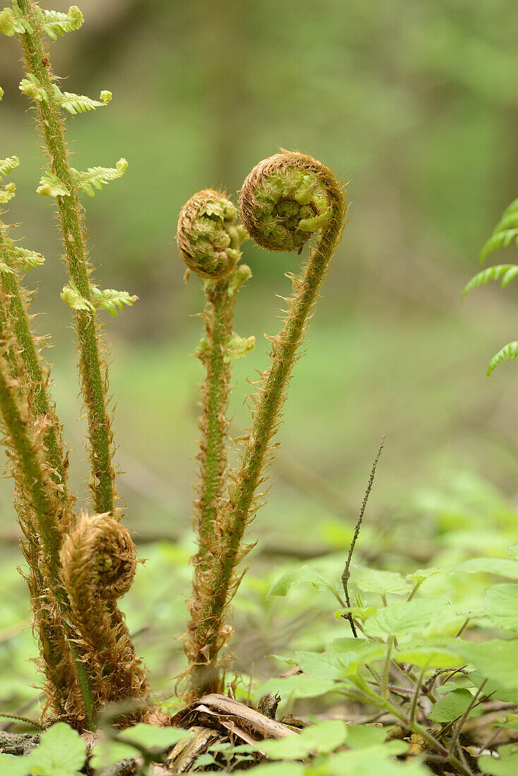 Close-up of male fern (Dryopteris filix-mas) in a forest in spring.