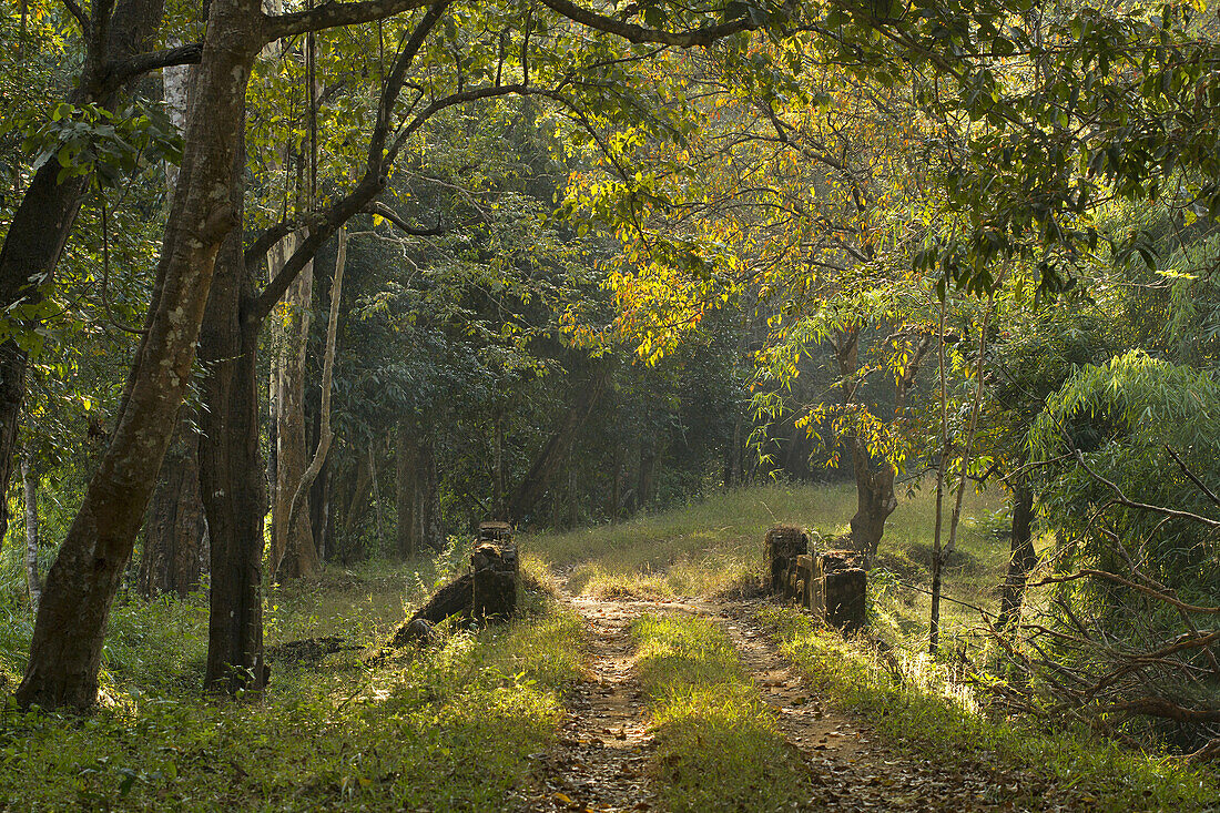 Forest path, Parambikulan Tiger Reserve, Kerala.