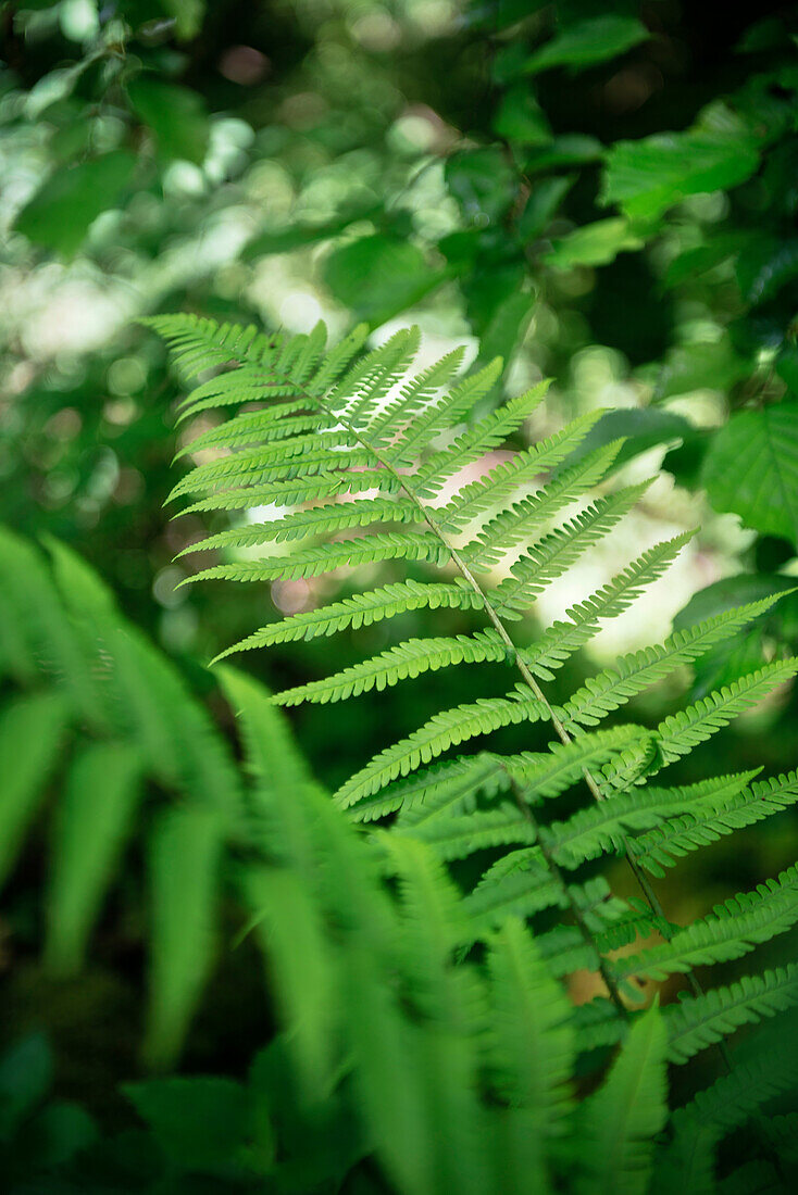Ferns growing along the shore of the Aach river around Wimsen Cave in the Aach valley, Zwiefalten, Swabian Alb, Baden-Wuerttemberg, Germany
