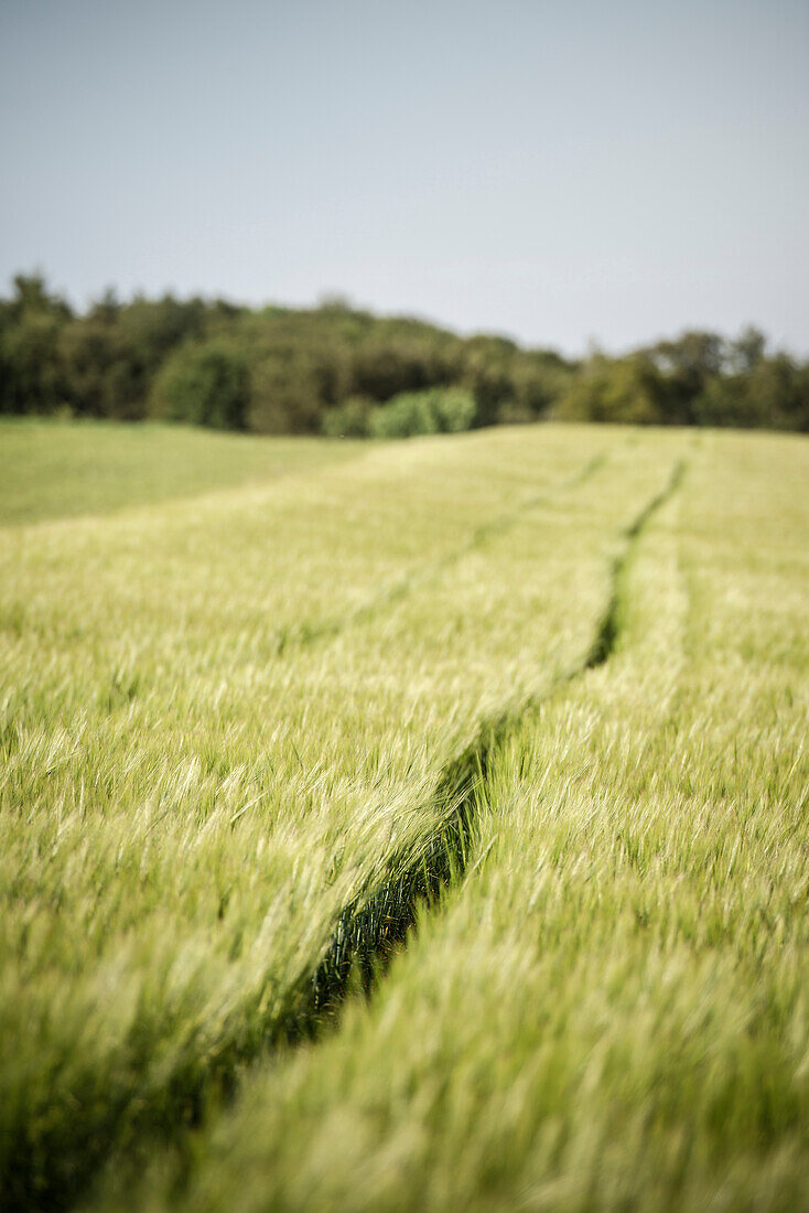 wheat fields with with tractor traces, Zwiefalten, Swabian Alb, Baden-Wuerttemberg, Germany