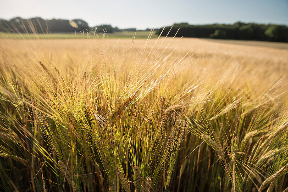 Detail of a wheat field ain the Upper Danube Nature Park, Sigmaringen, Tuttlingen, Zollernalb, Biberach, Swabian Alb, Baden-Wuerttemberg, Germany