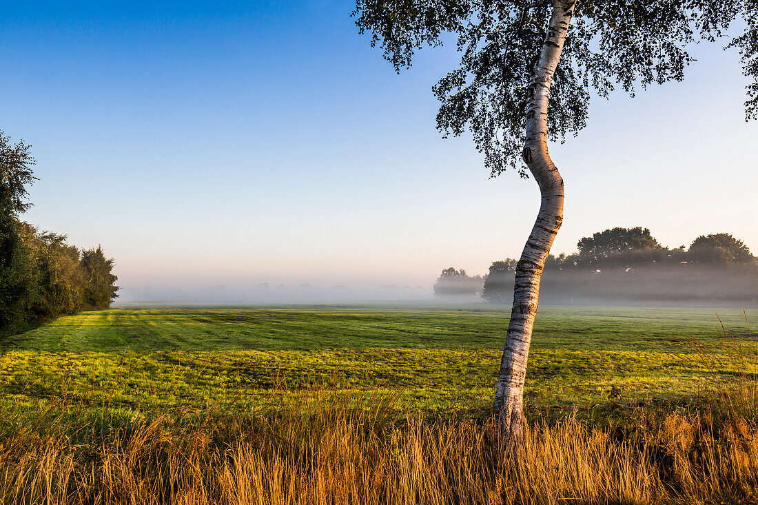 Birch tree, Worpswede, Teufelsmoor, Lower Saxony, Germany