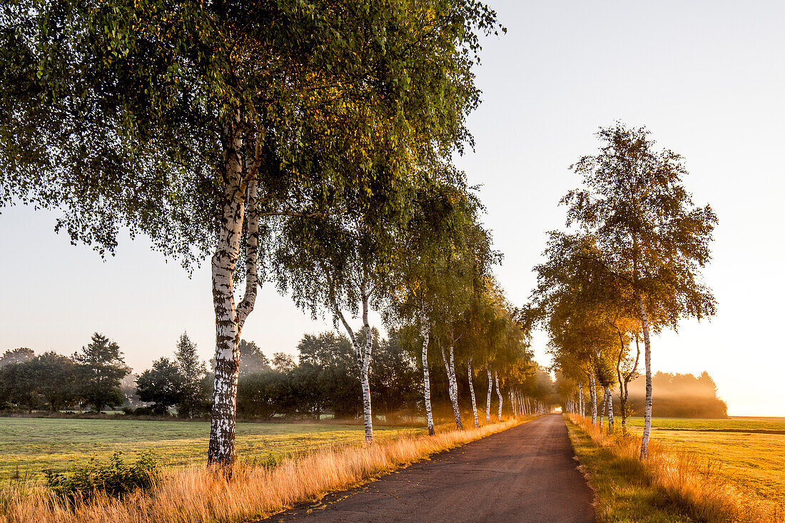 Birch tree alley, Worpswede, Teufelsmoor, Lower Saxony, Germany