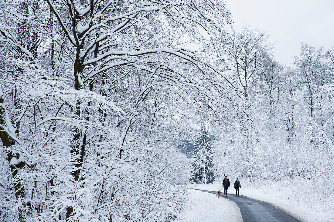 Spaziergänger mit Hund in verschneiter Winterlandschaft im Kellerwald bei Dülfershof, Löhlbach, nahe Bad Wildungen, Nordhessen, Hessen, Deutschland, Europa