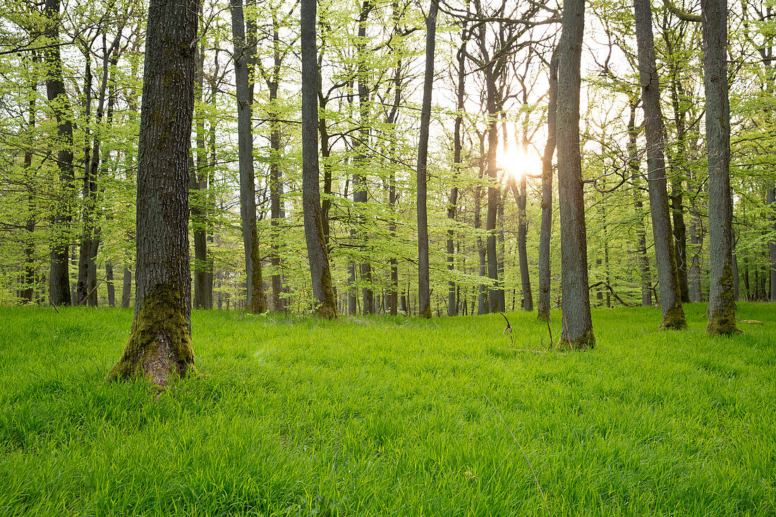 Sanftes Sonnenlicht in Buchenwald mit frischem Blattgrün im Frühjahr, Nationalpark Kellerwald-Edersee, Nordhessen, Hessen, Deutschland, Europa