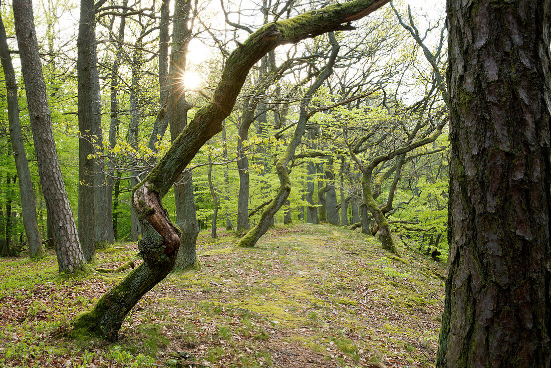 Enchanted beech trees lining the path of the Kahle Hard Route near Bringhausen in Kellerwald-Edersee National Park, Lake Edersee, Hesse, Germany, Europe