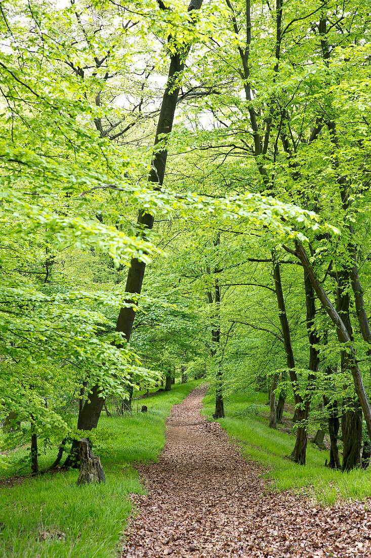 Laubbedeckter Weg führt durch Buchenwald mit frischem Blattgrün im Frühjahr, Nationalpark Kellerwald-Edersee, Nordhessen, Hessen, Deutschland, Europa