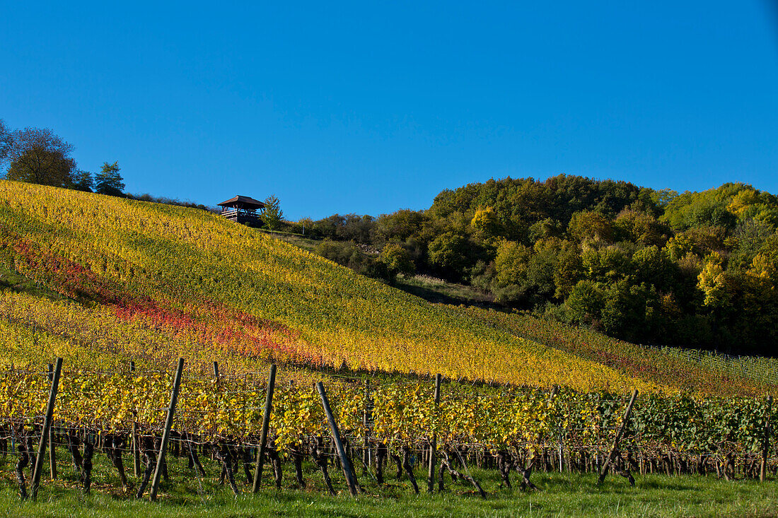 Maustal vineyard in autumn, near Sulzfeld am Main, near Kitzingen, Franconia, Bavaria, Germany