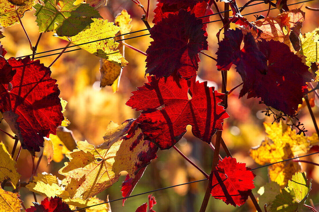 Red leaves of vines in Maustal vineyard in autumn, near Sulzfeld am Main, near Kitzingen, Franconia, Bavaria, Germany