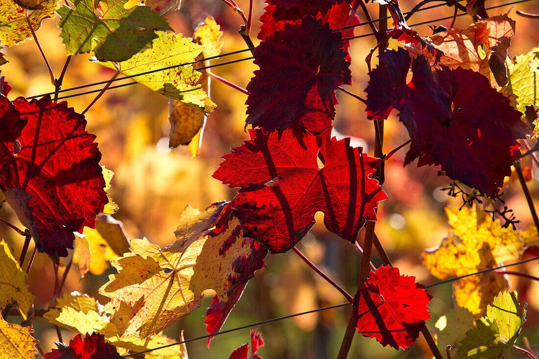 Rot gefärbte Blätter einer Weinrebe am Weinberg Maustal im Herbst, nahe Sulzfeld am Main, nahe Kitzingen, Franken, Bayern, Deutschland, Europa