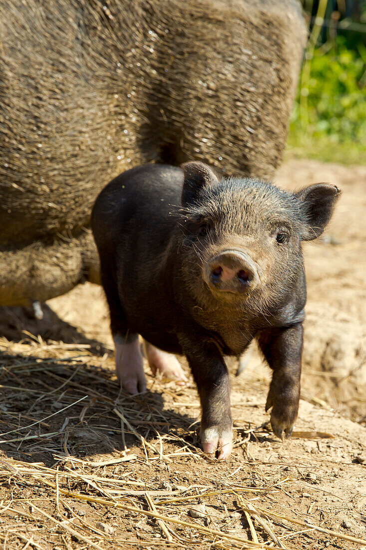 Neugierig schauendes Nabelschwein Ferkel auf einem Bio Bauernhof, Edertal Gellershausen, Nordhessen, Hessen, Deutschland, Europa