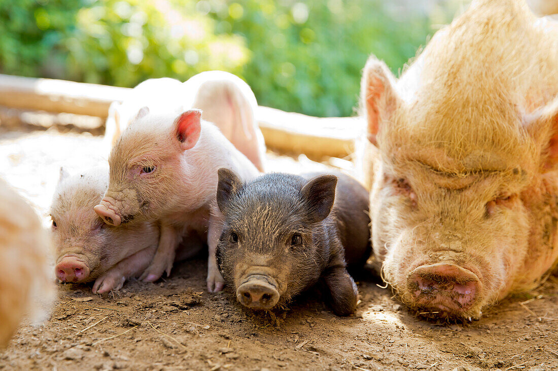 Neugierig schauende Nabelschwein Ferkel auf einem Bio Bauernhof, Edertal Gellershausen, Nordhessen, Hessen, Deutschland, Europa