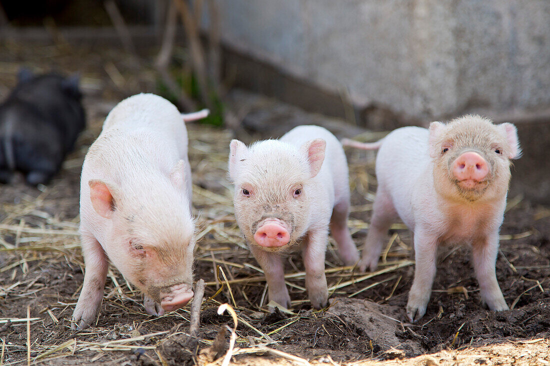 Peccary piglets at an organic farm looking curious, Edertal Gellershausen, Hesse, Germany