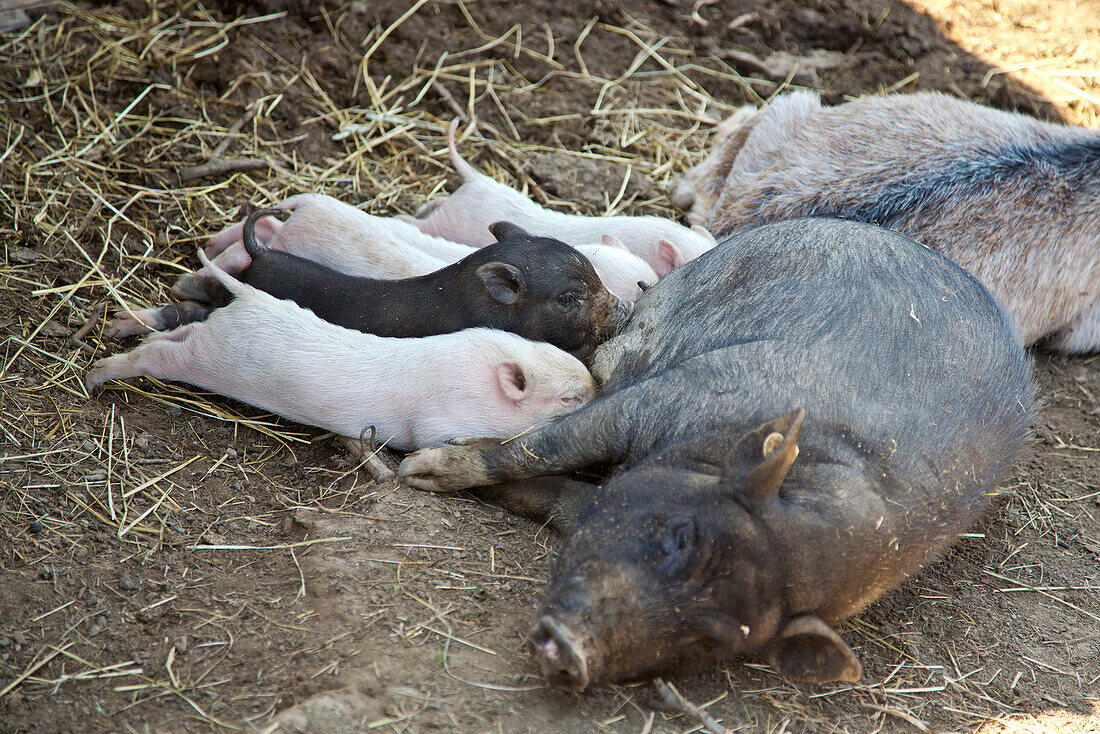 Nabelschwein Ferkel werden von ihrer Mutter gesäugt, Edertal Gellershausen, Nordhessen, Hessen, Deutschland, Europa