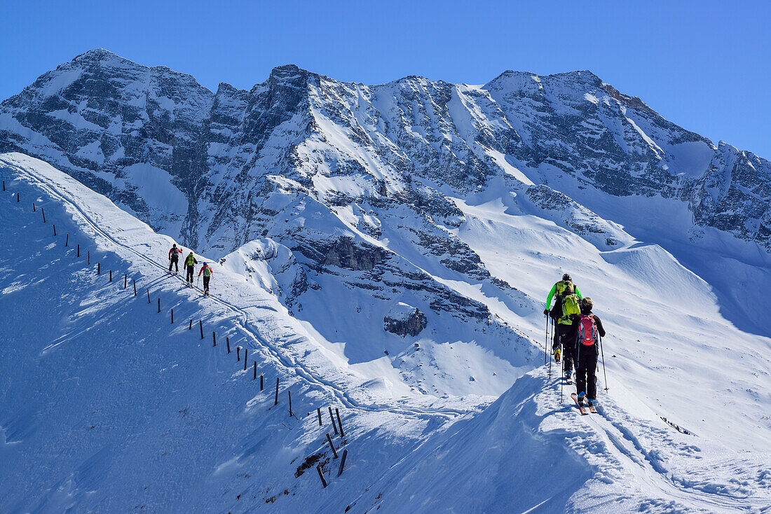 Mehrere Personen auf Skitour gehen über Schneegrat, Zillertaler Alpen im Hintergrund, Gammerspitze, Schmirntal, Zillertaler Alpen, Tirol, Österreich