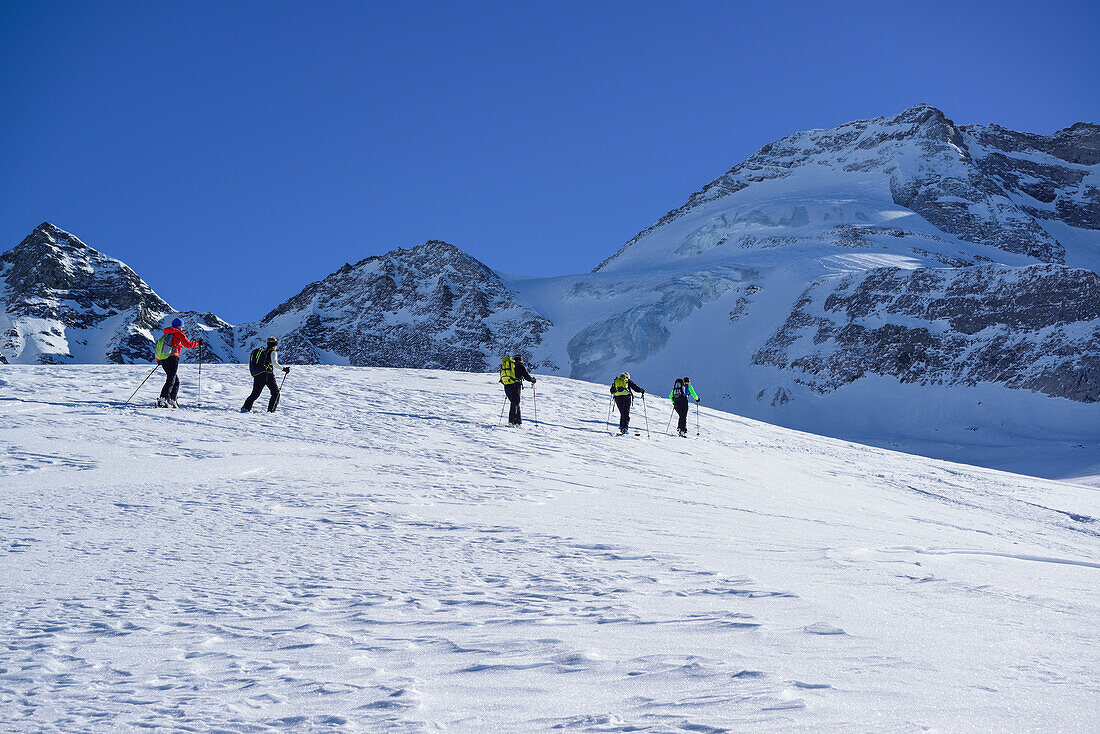 Mehrere Personen auf Skitour steigen zum Kleinen Kaserer auf, Olperer im Hintergrund, Kleiner Kaserer, Schmirntal, Zillertaler Alpen, Tirol, Österreich