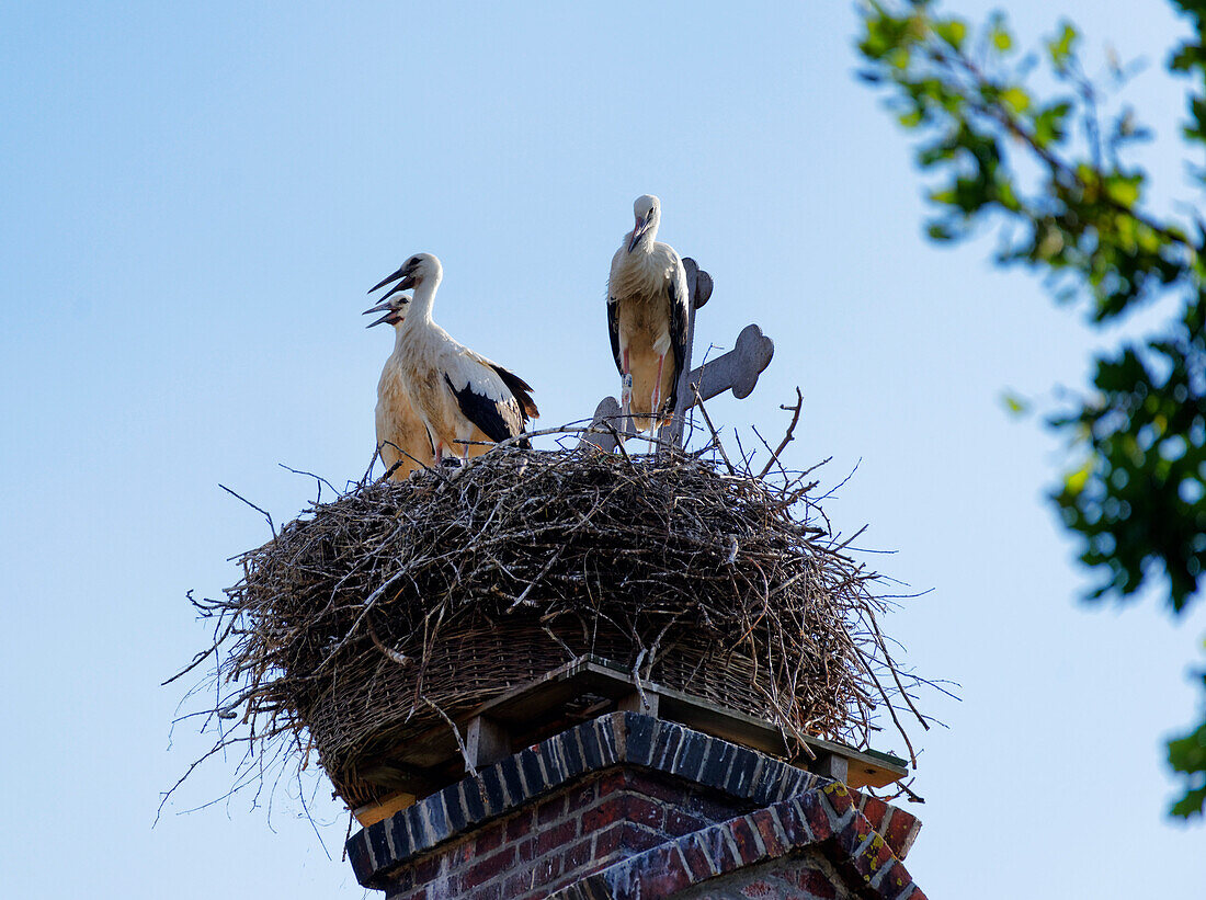 Storchennest auf der Kirche, Strodehne, Land Brandenburg, Deutschland