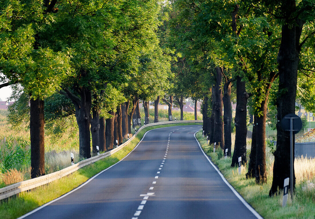 Allee bei Brandenburg an der Havel, Land Brandenburg, Deutschland