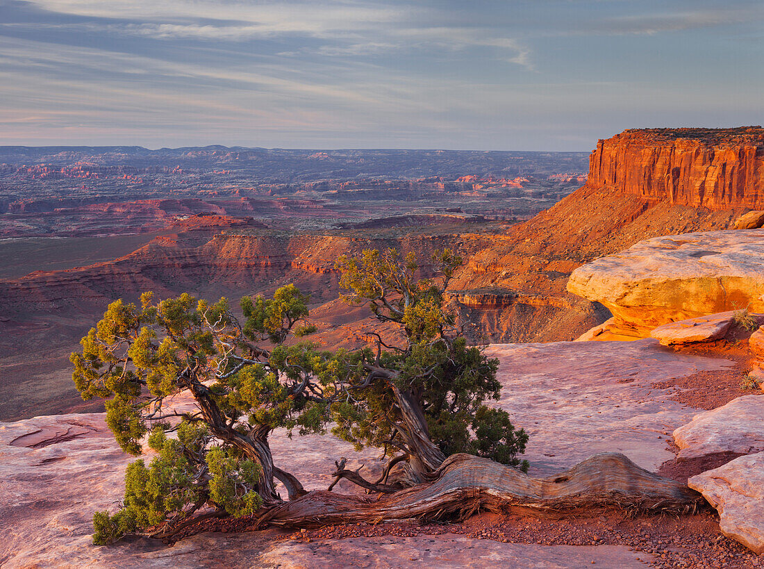 Utah-Wacholder, Grand View Point, Island In The Sky, Canyonlands National Park, Utah, USA