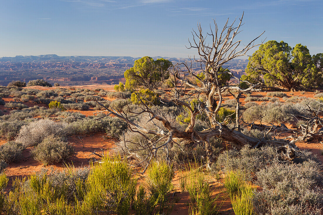 Utah-Wacholder, nahe Grand View Point, Island In The Sky, Canyonlands National Park, Utah, USA