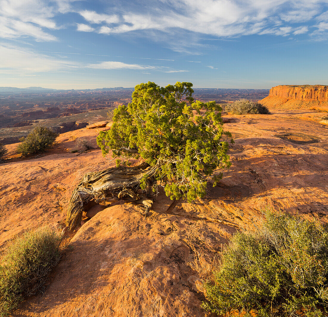 Utah-Wacholder, nahe Grand View Point, Island In The Sky, Canyonlands National Park, Utah, USA