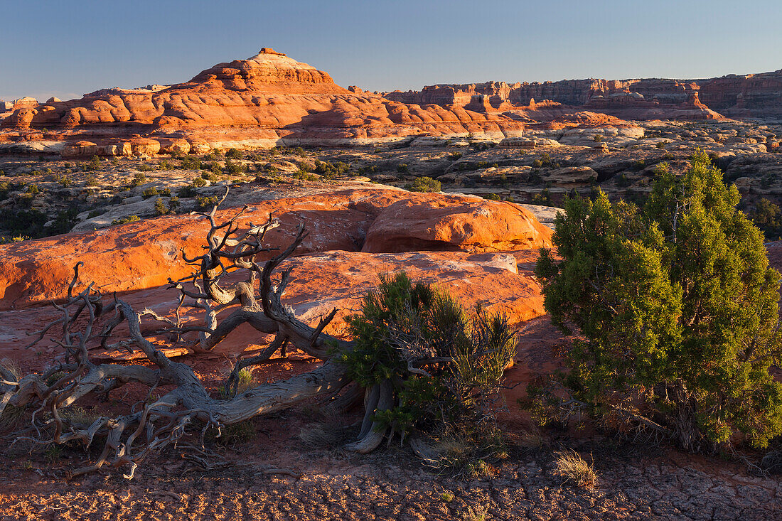 Needles District, Canyonlands National Park, Utah, USA