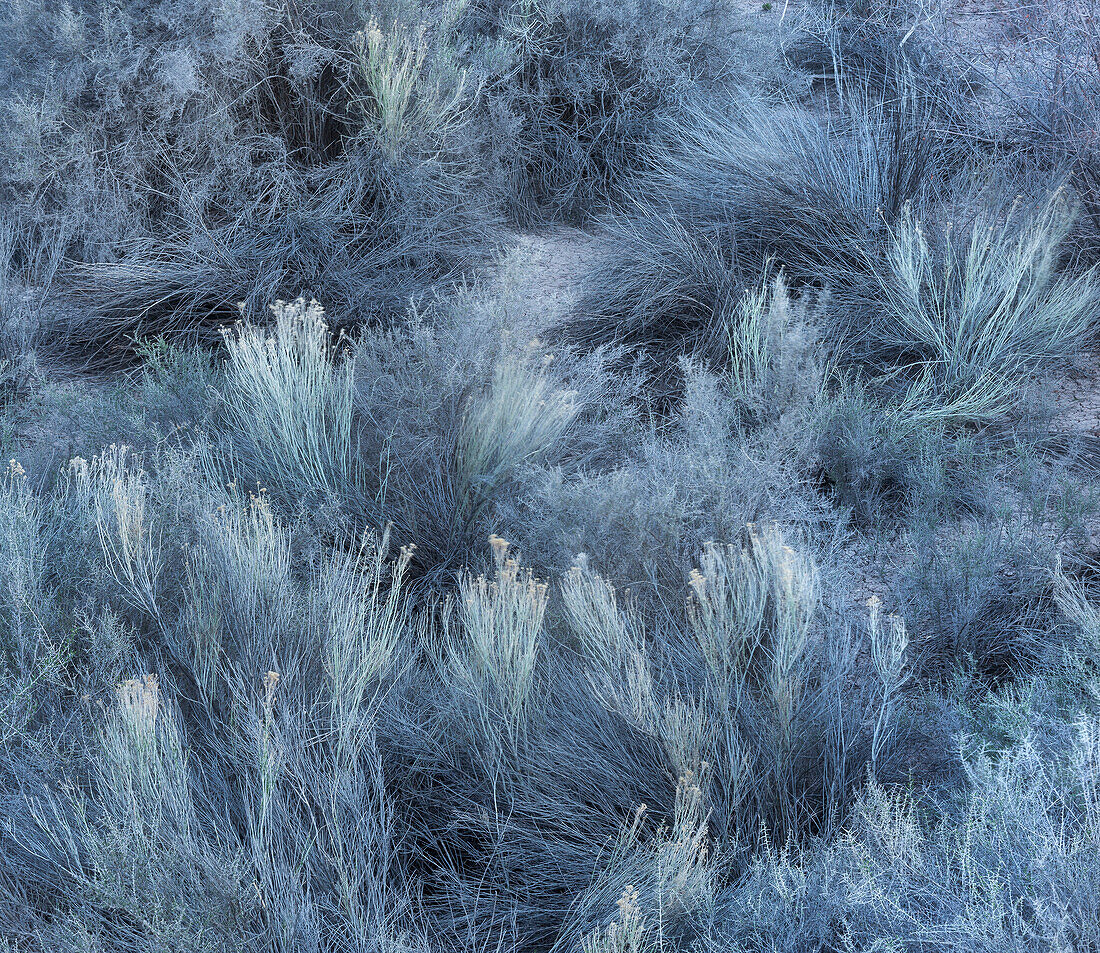 Vegetation im Fremont River Valley, Capitol Reef National Park, Utah, USA