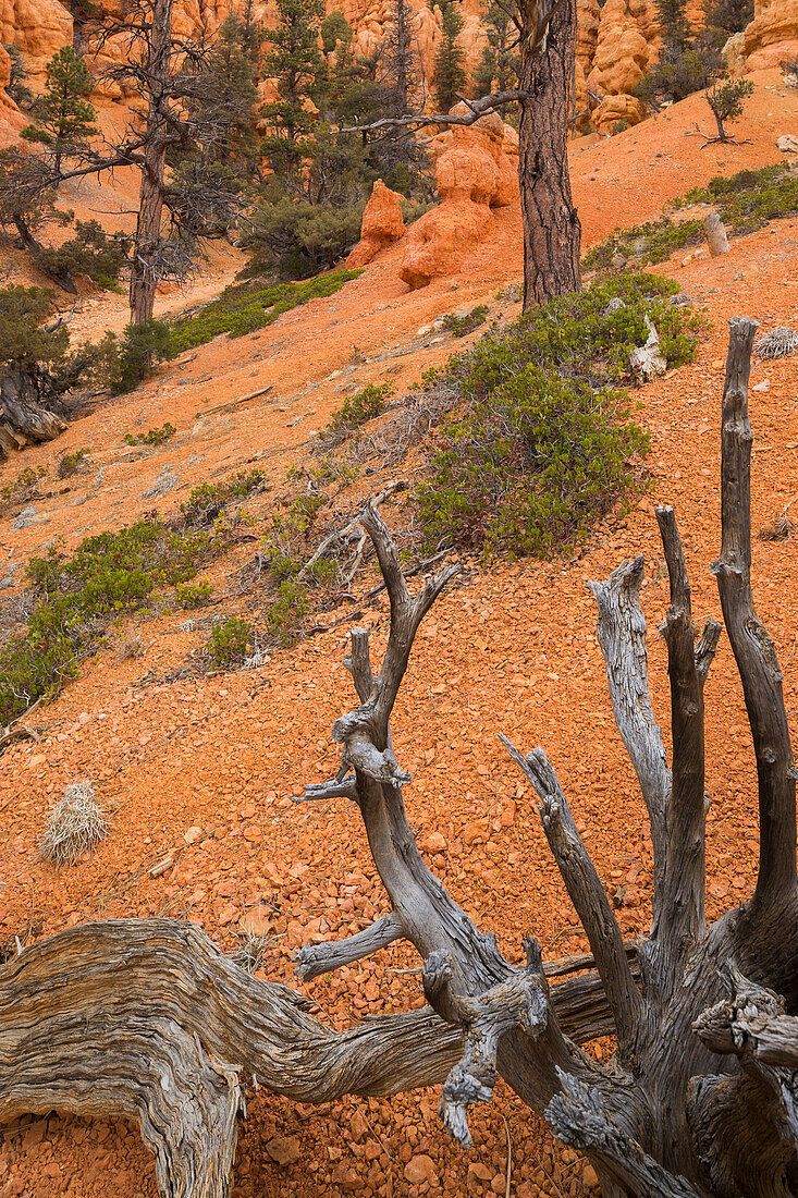 alte Bäume, Red Canyon, Utah, USA