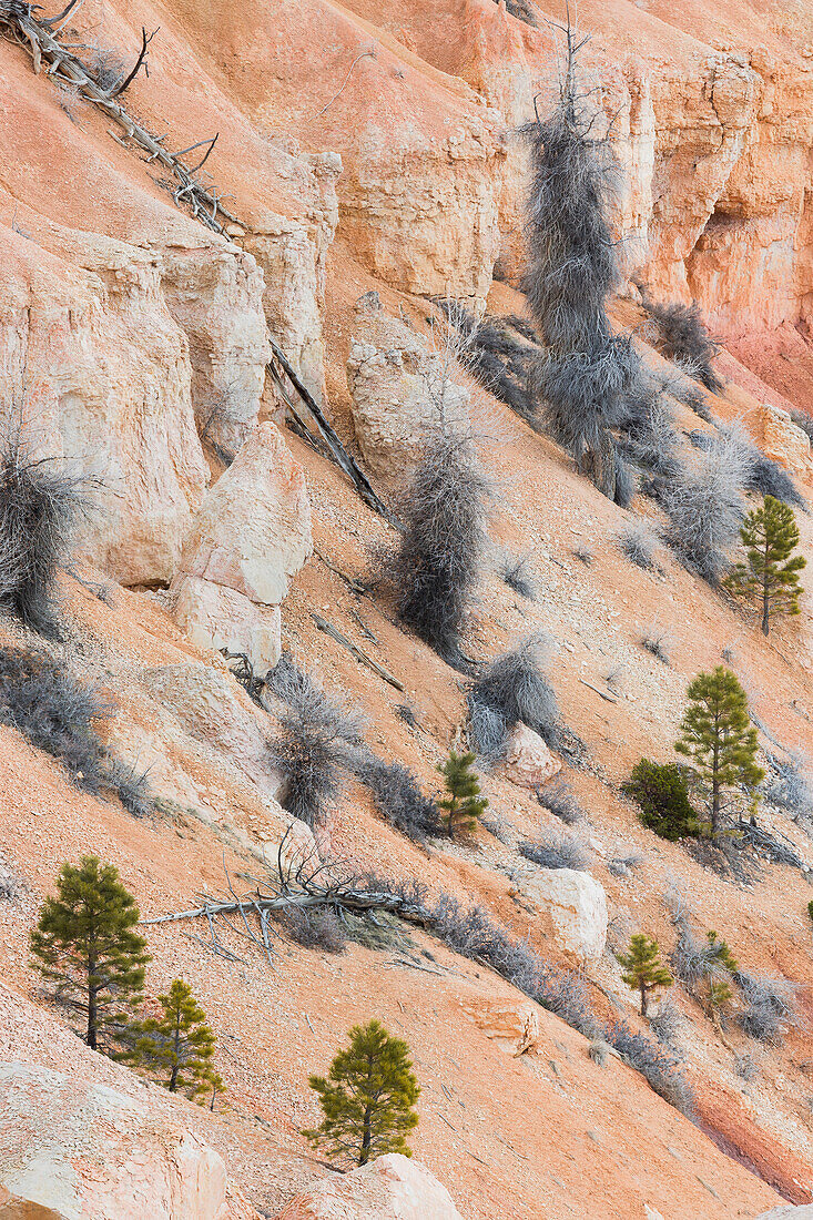 Kiefern im Bryce Canyon National Park, Utah, USA