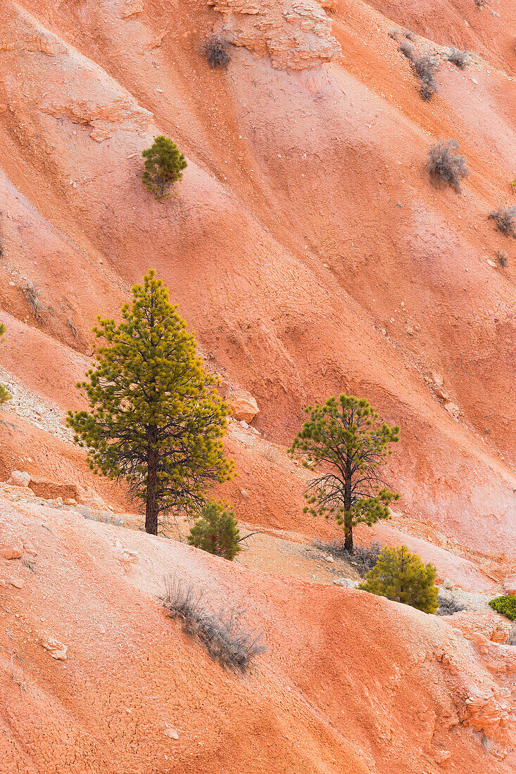 Kiefern im Bryce Canyon National Park, Utah, USA