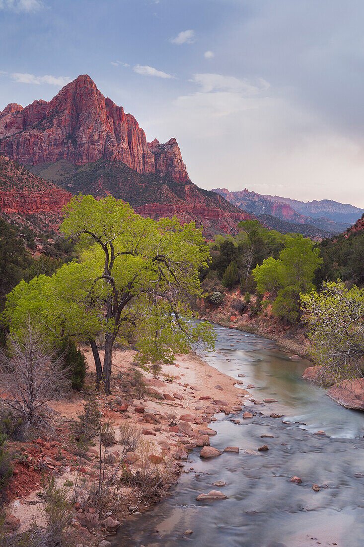 The Watchman, Cottonwood, Virgin River, Zion National Park, Utah, USA