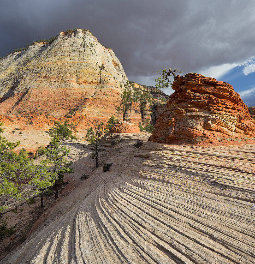 Checkerboard Mesa, Zion National Park, Utah, USA