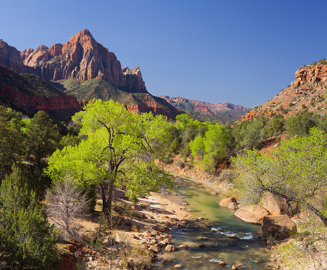 The Watchman, Cottonwood, Virgin River, Zion National Park, Utah, USA