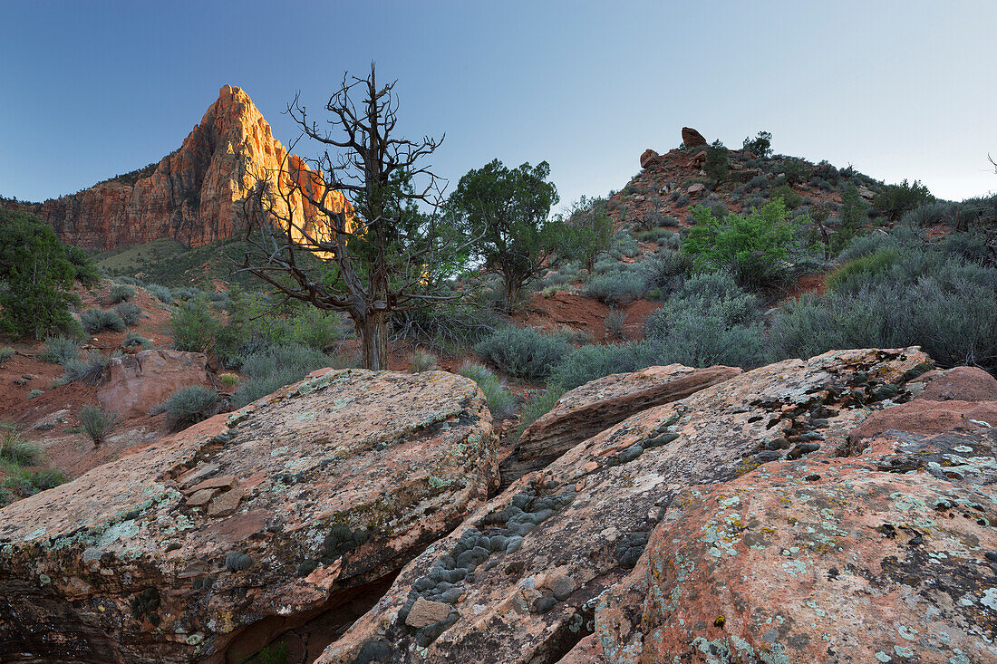 The Watchman, Zion National Park, Utah, USA