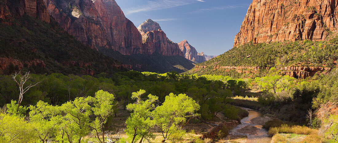 Cottonwood, Virgin River, Zion National Park, Utah, USA