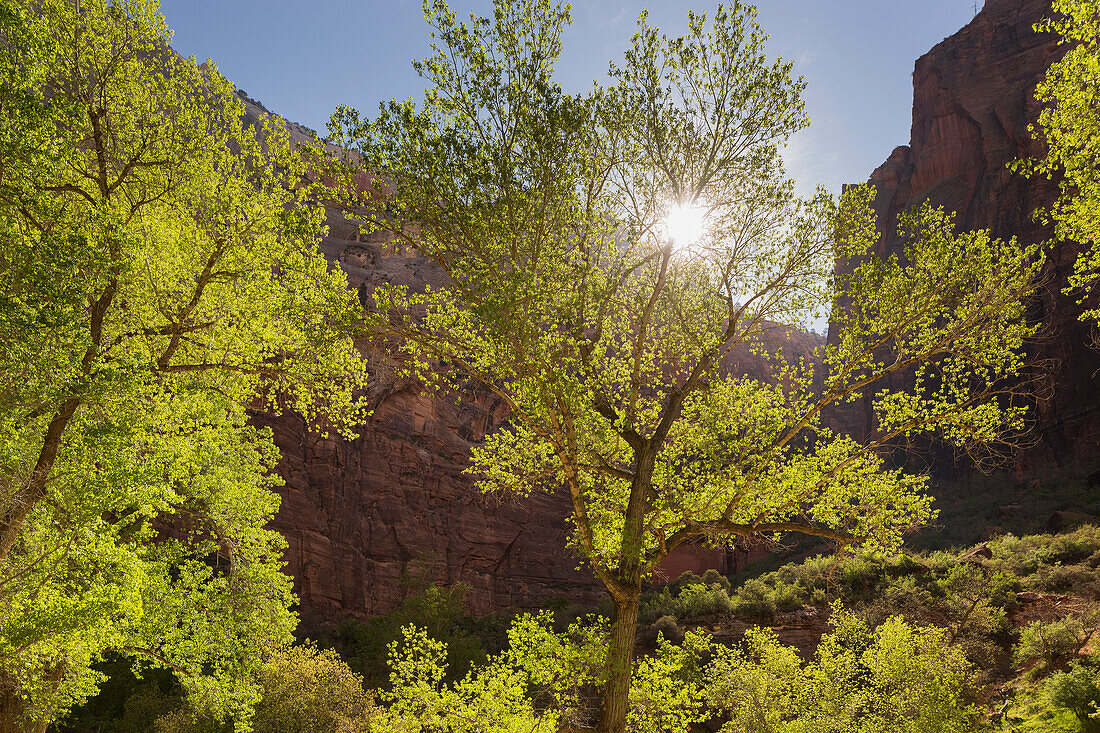 Cottonwood, Zion National Park, Utah, USA