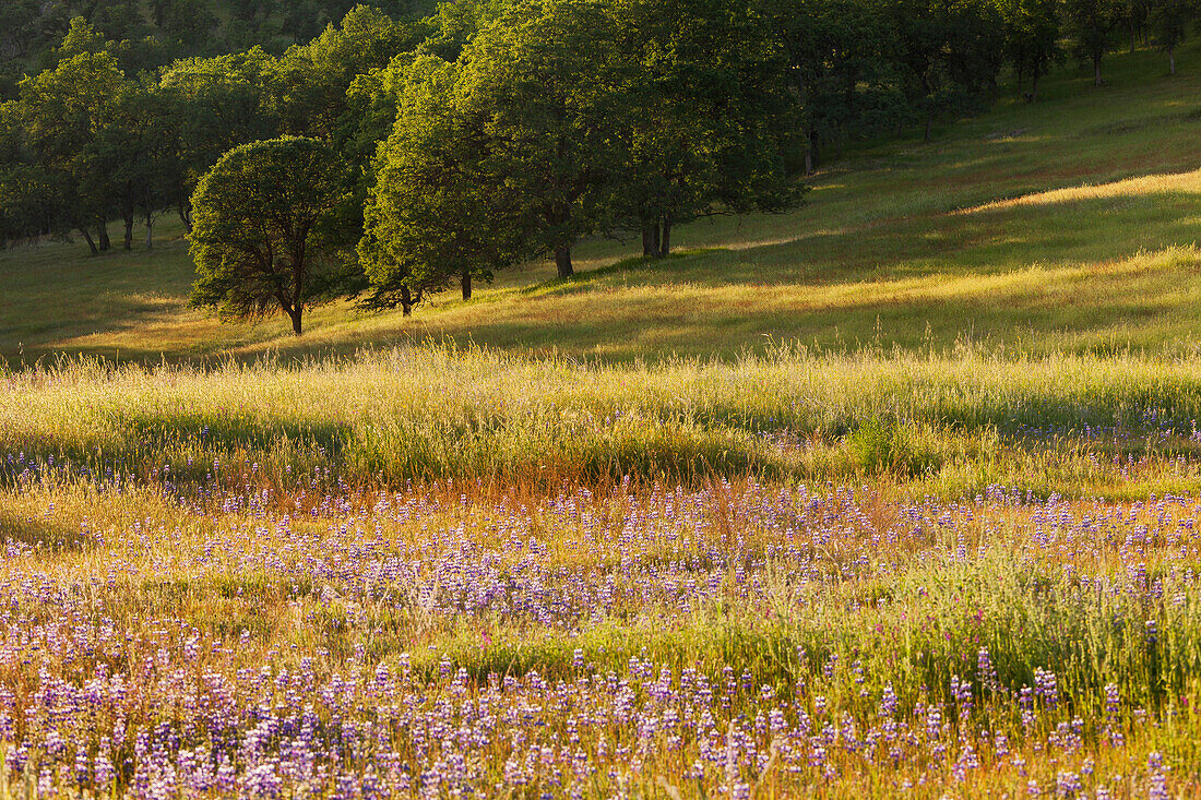 blühende Wiese im Abendlicht, Kalifornien, USA