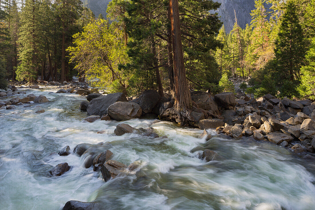 Yosemite Creek, Yosemite National Park, California, United States