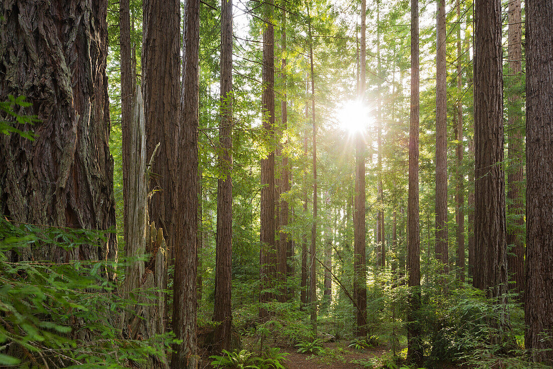 Redwood, Julia Pfeiffer Burns State Park, Kalifornien, USA