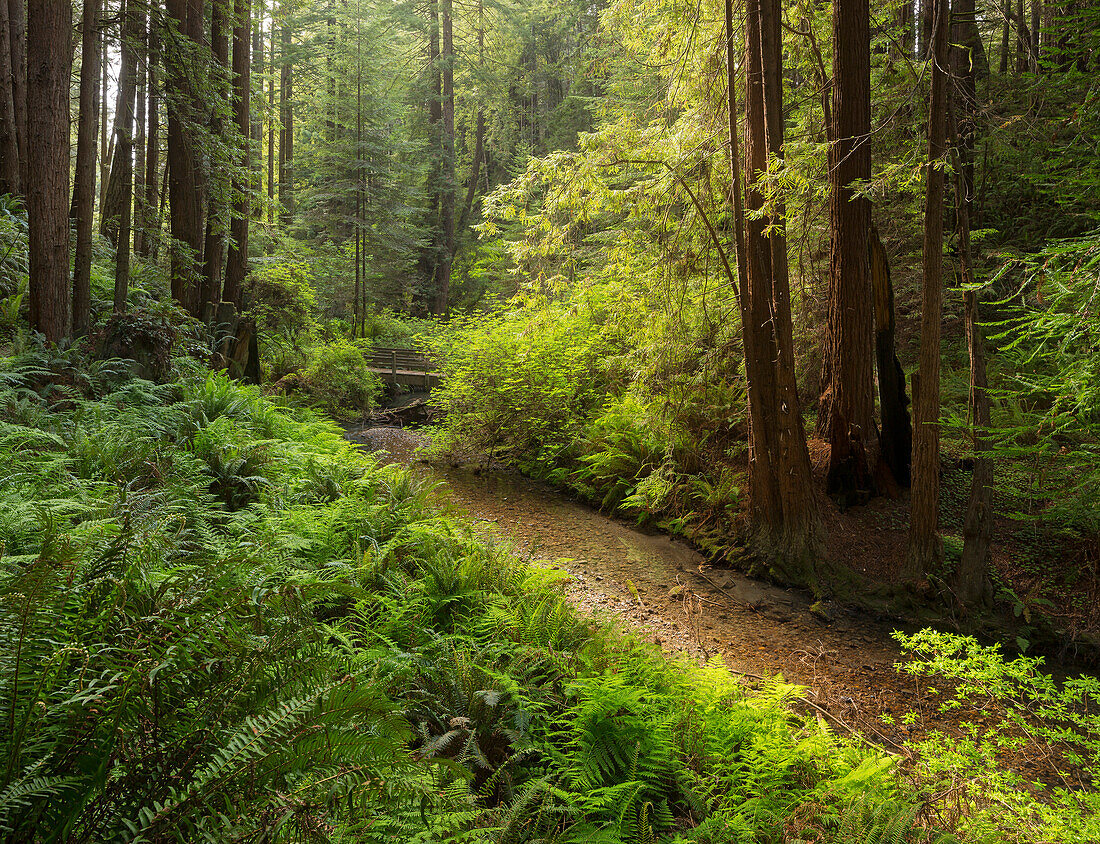 Redwood, Stochoff Creek, Stillwater Cove Regional Park, Sonoma Coast, Kalifornien, USA