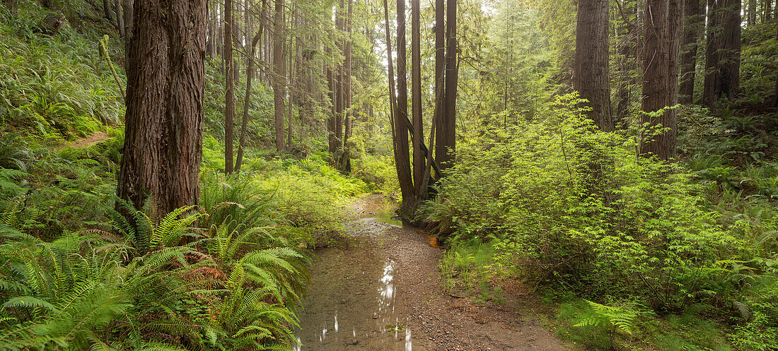 Redwood, Stochoff Creek, Stillwater Cove Regional Park, Sonoma Coast, Kalifornien, USA