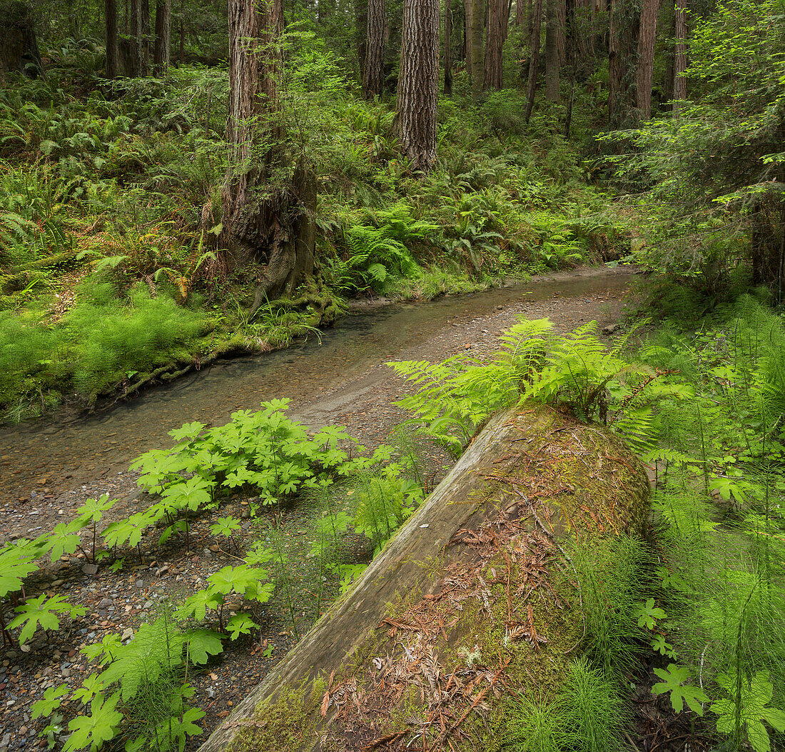 Redwood, Stochoff Creek, Stillwater Cove Regional Park, Sonoma Coast, California, United States