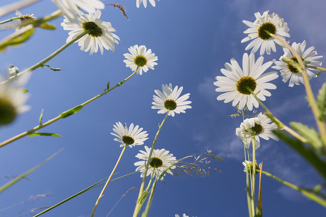 Margerite (Leucanthemum vulgare), Blumenwiese, nahe Windischgarsten, Oberösterreich