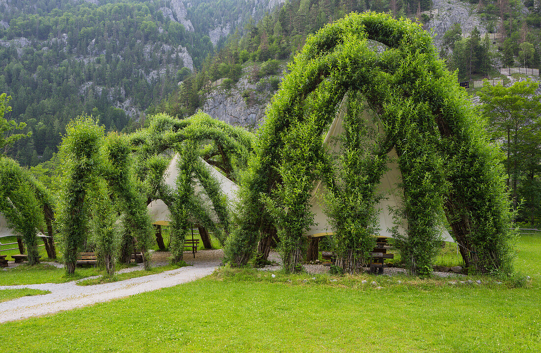 Weidendom im Nationalparkzentrum Gesäuse, Ennstaler Alpen, Johnsbach, Steiermark, Österreich