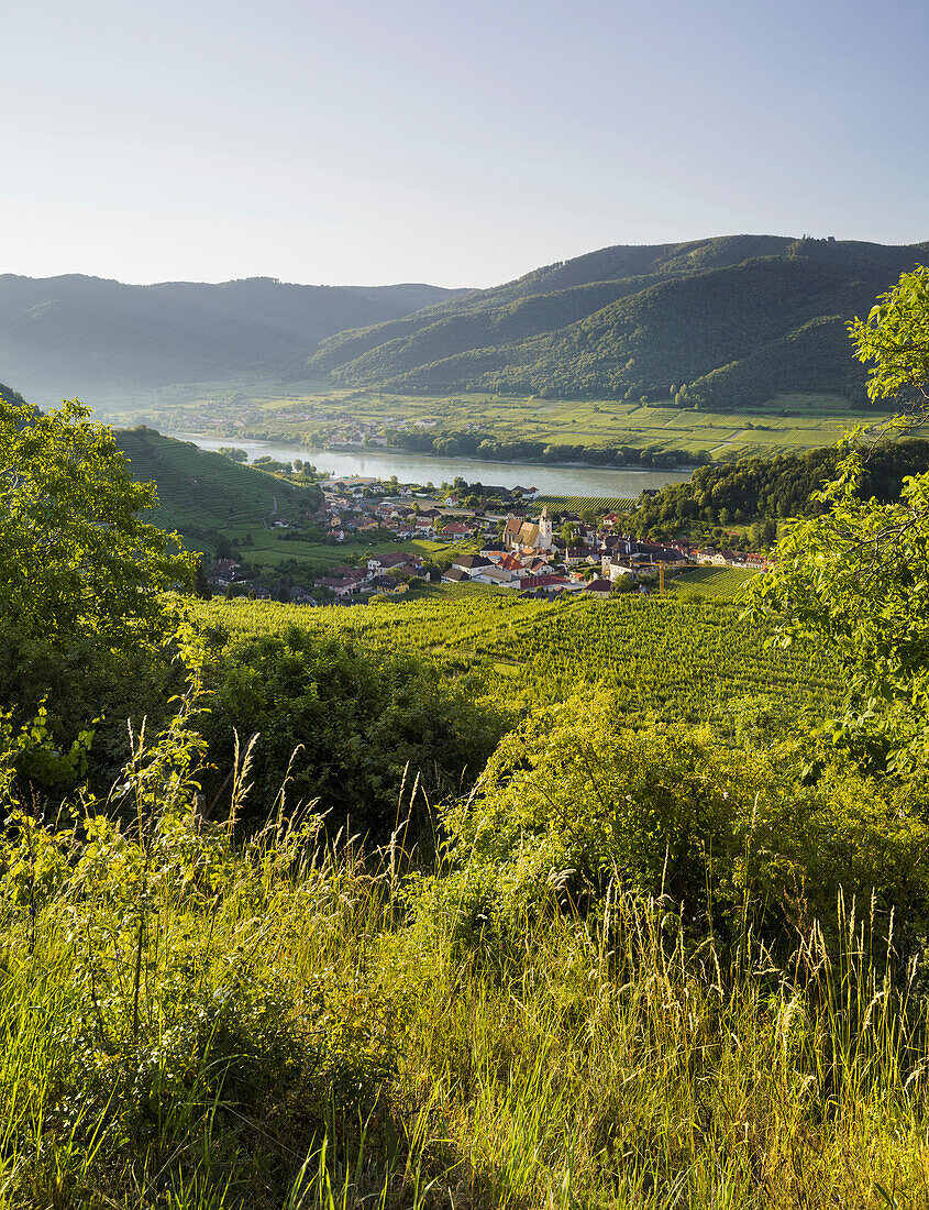 Spitz an der Donau, Weinberge, Wachau, Niederösterreich, Österreich