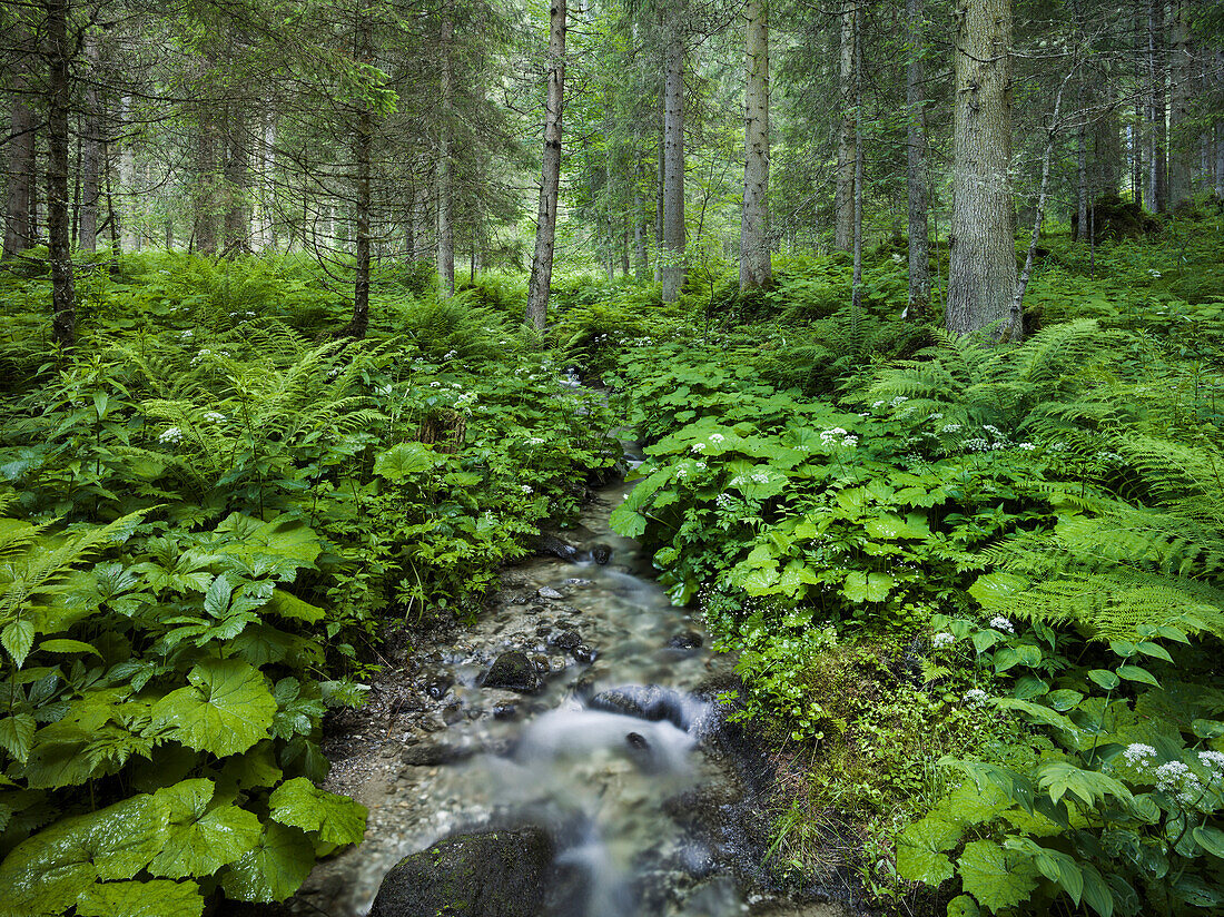 Forest near Krimml, Gerlospass, Pinzgau, Salzburg, Austria
