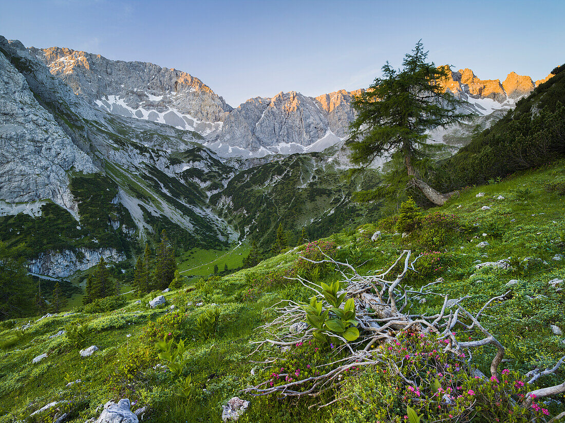 Griessspitzen, Almenrausch, Mieminger Mountains, Tyrol, Austria
