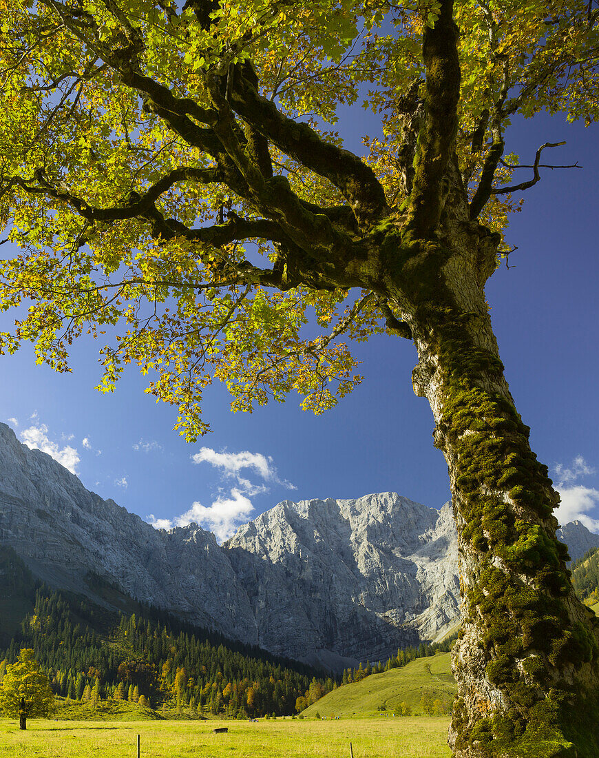 Bergahorn, Spritzkarspitze, Great Ahornboden, Engalm, Karwendel, Tyrol, Austria