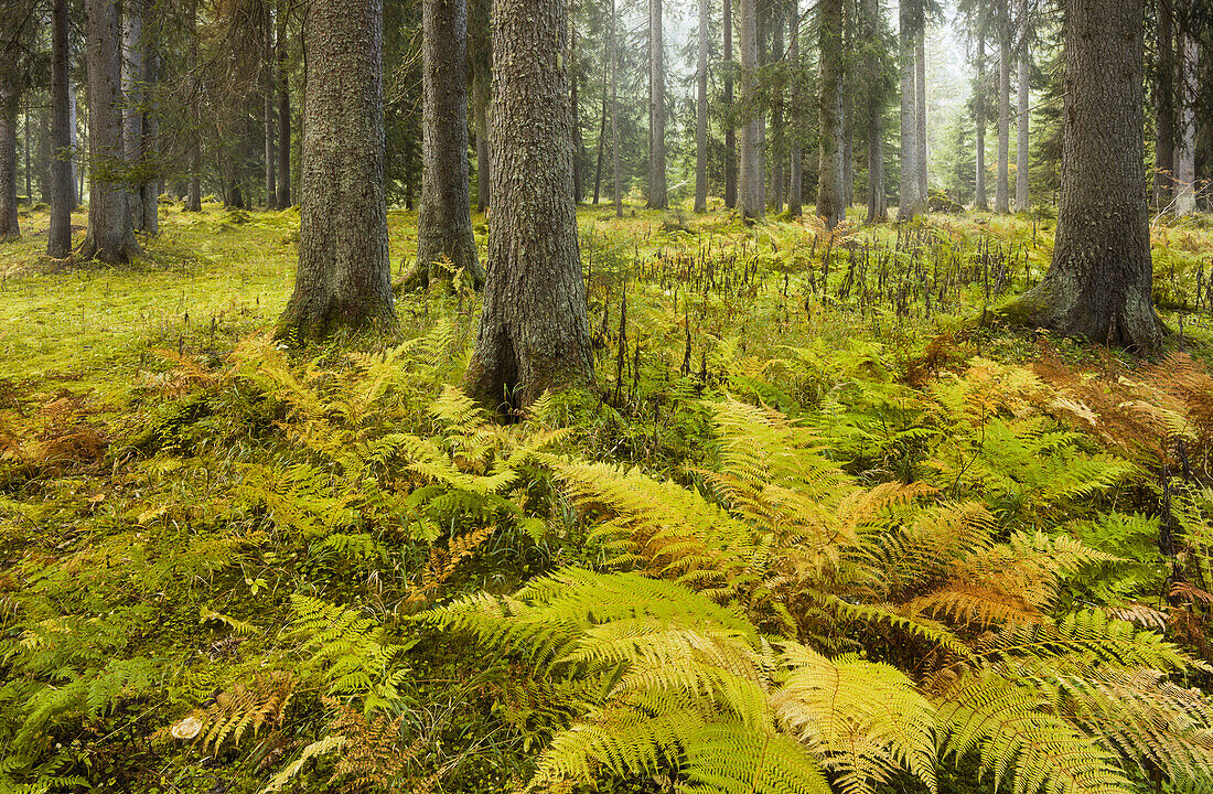 Ferns in a coniferous forest, Lechquellengebirge, Vorarlberg, Austria