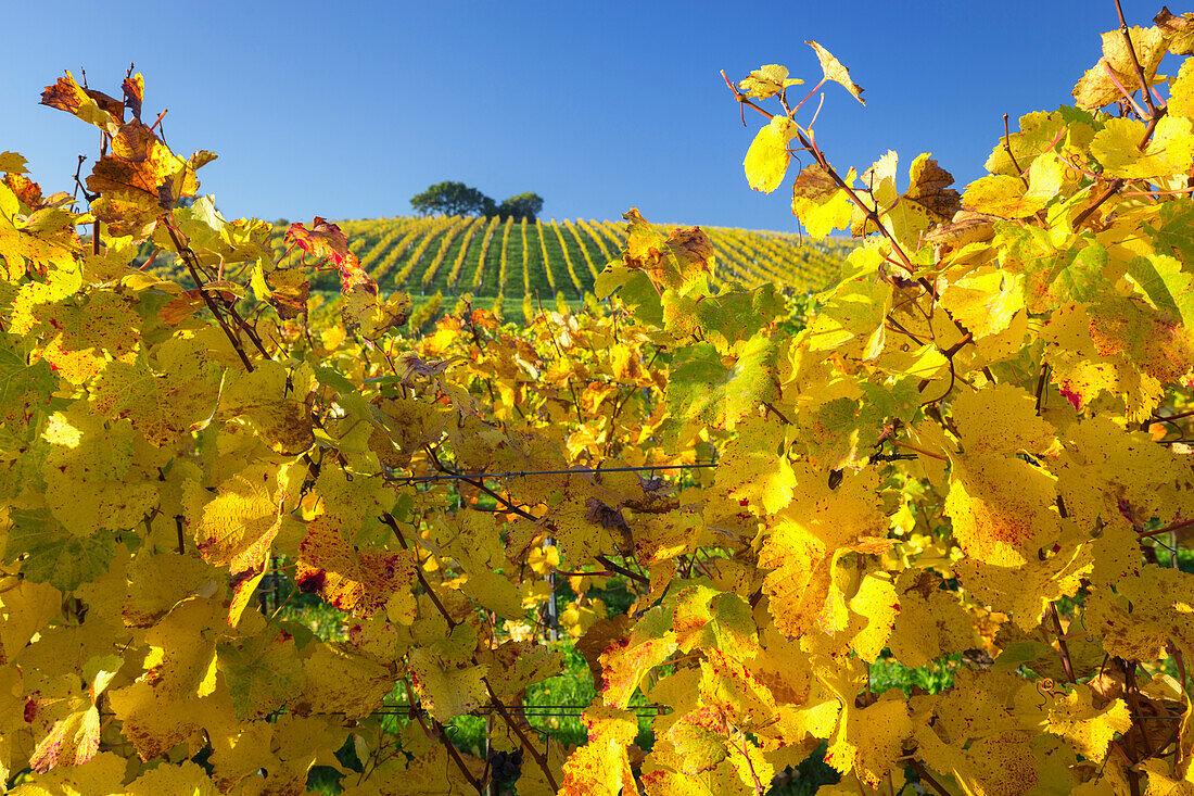 autumnal vineyards between Gumpoldskirchen and Baden near Vienna, Vienna basin, Lower Austria, Austria